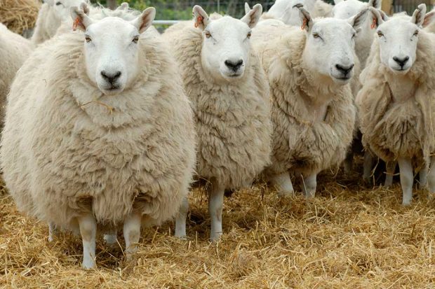 Bluetongue Disease Risk We Must Remain Vigilant And What We Can Do   Sheep PL 1004885 E1568818194394 