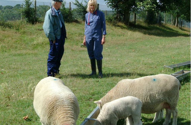 A picture of a Farmer and Vet on a farm with sheep.