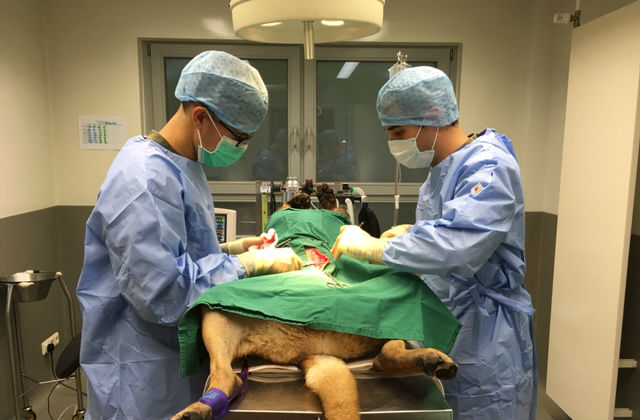 A picture of two vets oprating on a military working dog