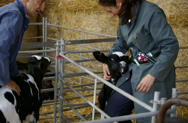 A picture of a Vet and Farmer with a two calves.