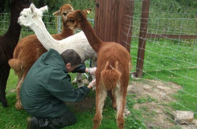 Photo of vet treating an alpaca