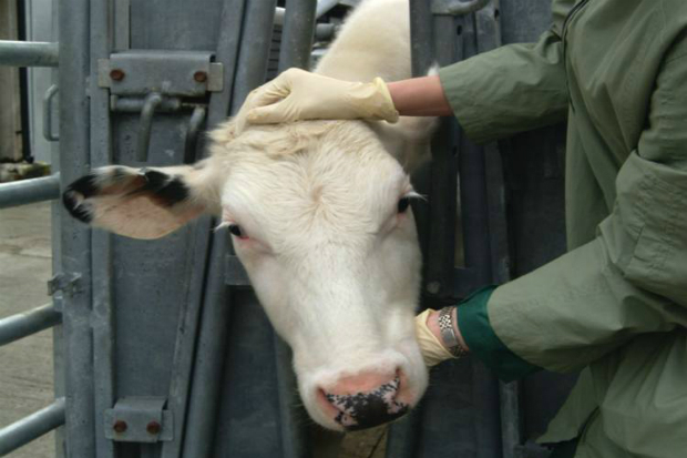 A cow's head poking through a gate being held by a vet