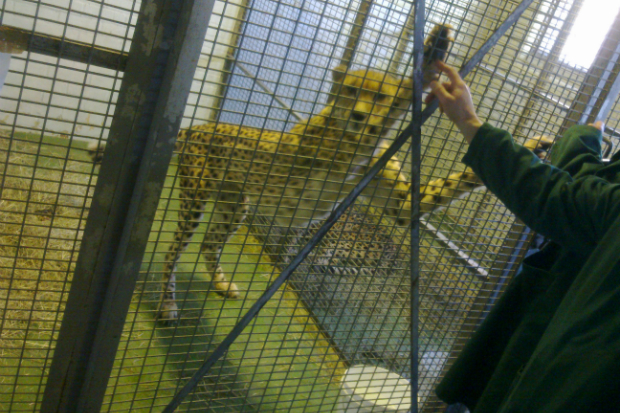 Cheetah in a cage standing on its hind legs