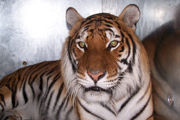 A tiger in a transport cage