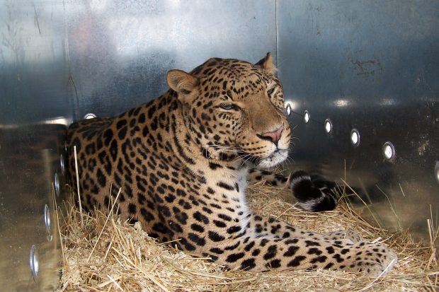 A tiger in a metal transport cage sitting on straw