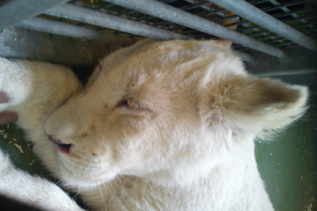 White lioness asleep on a floor