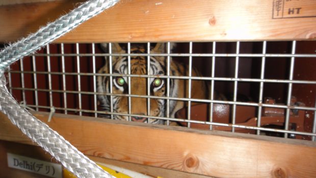 Tiger in a transport cage looking through the mesh in the box.