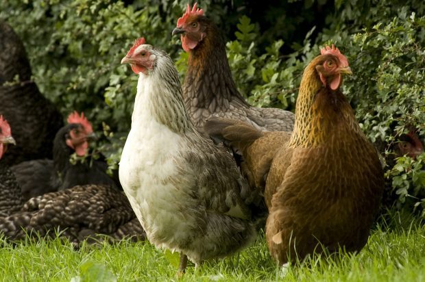 A group of chickens walking in a grassy field 