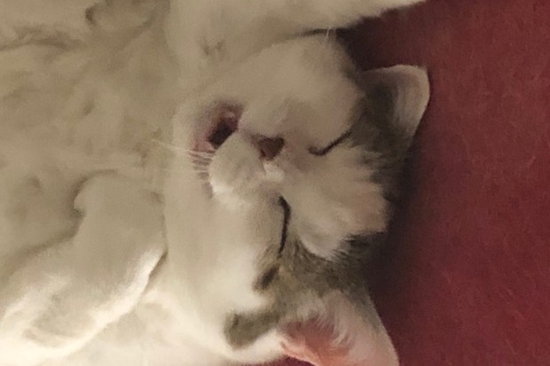 Leelo cat asleep on a red carpet