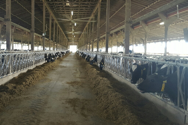 Cows in a barn poking their heads through the fence