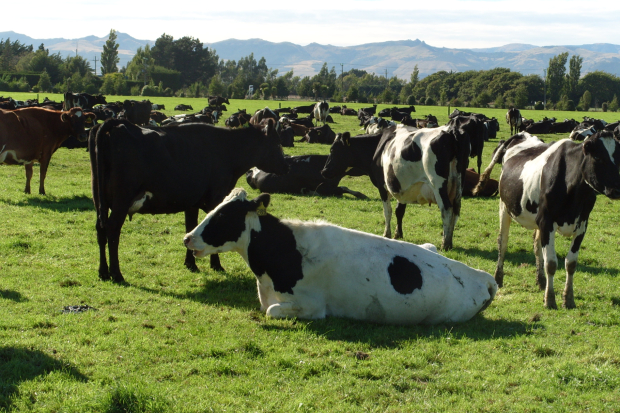 A group of cows standing in a field with a single cow lying on the grass.