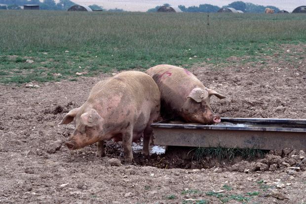 Two pigs eating from a trough in a muddy field