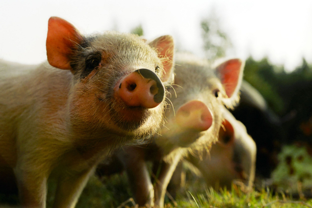 3 piglets in a field looking at the camera