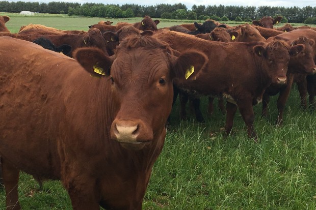 A group of cows grazing in a field with yellow ear tags