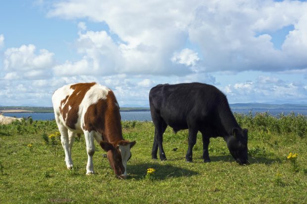 Two cows grazing in a field