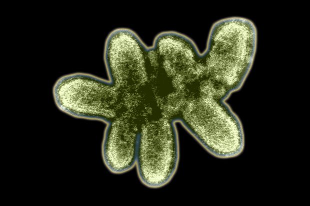 A picture of a rabies virus