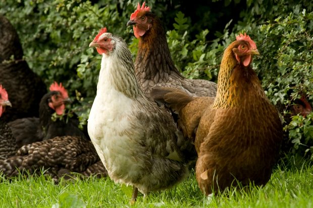 A number of chickens in a field