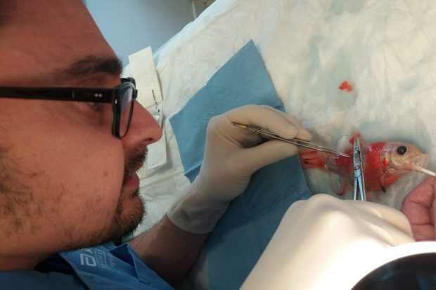 Rob removing a mass from a fish