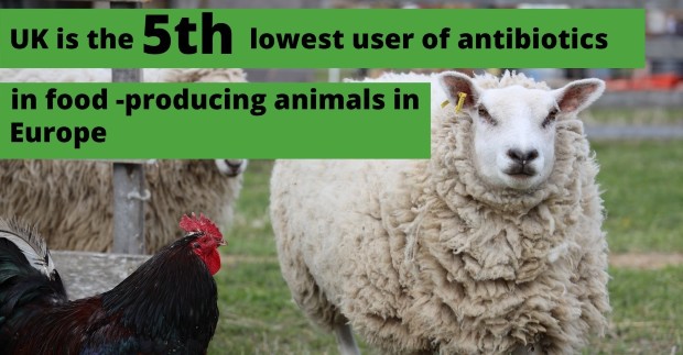 Image showing a sheep and chicken with text stating the UK is 5th lowest user of antibiotics