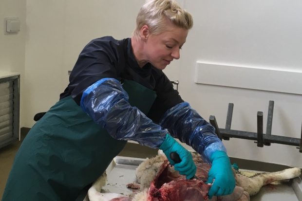 Adrienne conducting a post-mortem on a sheep