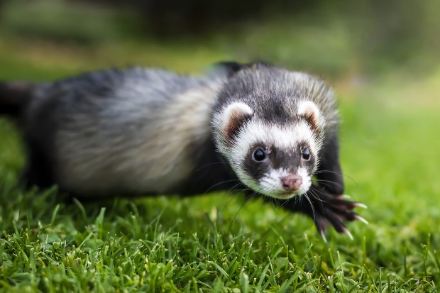 a picture of a ferret jumping across grass