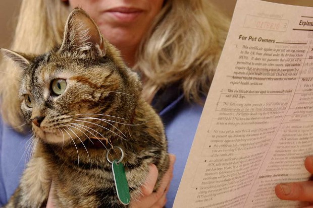 picture of a cat being held