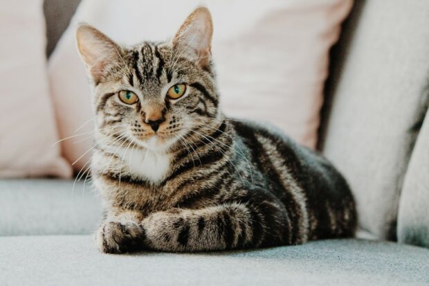 A cat on a sofa