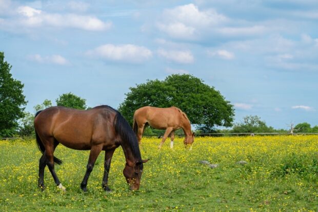 Two horses in a field