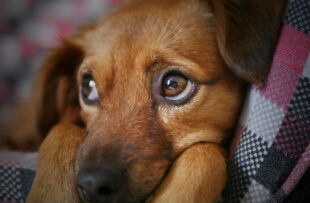 Doe eyed puppy